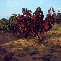 vermutlich 1967. Frankreich. Südfrankreich. Weinanbau. Landwirtschaft