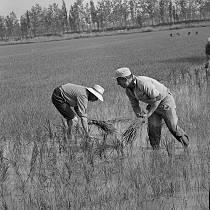 vermutlich 1967. Frankreich. Südfrankreich. Reisanbau in der Camargue. Landwirtschaft