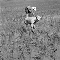 vermutlich 1967. Frankreich. Südfrankreich. Reisanbau in der Camargue. Landwirtschaft