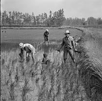 vermutlich 1967. Frankreich. Südfrankreich. Reisanbau in der Camargue. Landwirtschaft