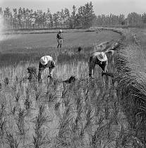 vermutlich 1967. Frankreich. Südfrankreich. Reisanbau in der Camargue. Landwirtschaft