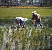 vermutlich 1967. Frankreich. Südfrankreich. Reisanbau in der Camargue. Landwirtschaft