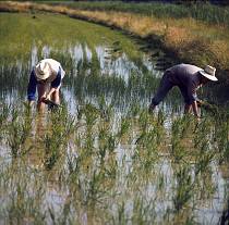 vermutlich 1967. Frankreich. Südfrankreich. Reisanbau in der Camargue. Landwirtschaft