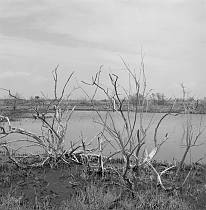 vermutlich 1967. Frankreich. Südfrankreich. Camargue