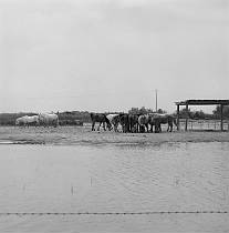 vermutlich 1967. Frankreich. Südfrankreich. Camargue