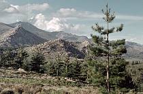 1958. Frankreich. Korsika. Am col Veggio. Wald. Berge