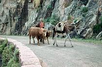 1958. Frankreich. Korsika. Eseltreiber und Kühen. Ochsen