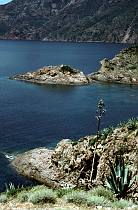 1958. Frankreich. Korsika. Bucht von Girolat. Küste. Meer