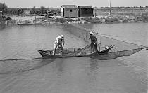 vermutlich 1950'er Jahre.  Frankreich. Le Grau du Roi. Fischer mit Netz im Kanal. Fischerboot. Netz. Languedoc-Rousillon