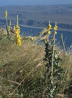 1991. Griechenland. Flora. Pflanzen am Meer. Gelbe Blüten.