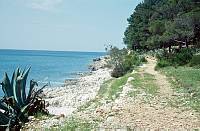 1959. Kroatien ( Jugoslawien)  Insel Lošinj. Losinj  (deutsch veraltet: Lötzing. italienisch: Lussino)  Kroatische Insel in der Adria. Küste. Croatia (Yugoslavia )