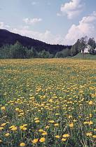um 1960. Skandinavien.  Norwegen - Scandinavia. Norway - Wiese mit blühendem Löwenzahn. Gelbe Blüten
