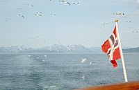 1967. Skandinavien. Norwegen. Meer. Atlantik. Küste. Schiffe. Flagge. Möven. Seefahrt.