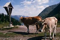 1982. Österreich. Kärnten. Religion. Kreuz. Kühe. Kuh. Alm. Rinder  Berge -  Austria. Alps. Mountains