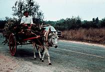 1978. Portugal. Fatima. Eselskarre