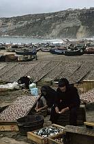 1963. Portugal. Fischerboote am Strand. Frauen beim Trocknen von Fischen
