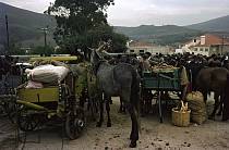 1963. Portugal. Esel auf einem Rindermarkt