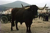 1963. Portugal. Ochse auf einem Rindermarkt. Viehmarkt. Lange Hörner. Horn