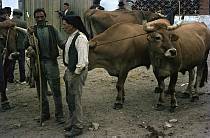 1963. Portugal. Ochse auf einem Rindermarkt. Viehmarkt