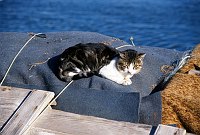 November 2000. <br>Portugal. Tavira. Boote am Ufer des Flusses Gilhão. Katze