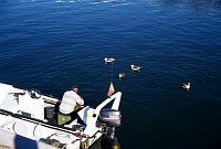November 2000. <br>Portugal. Tavira. Fischerboot / Motorboot  am Ufer des Flusses Gilhão. Mann im Boot. Außenborder. Schwimmende Möwen.