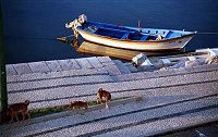November 2000. <br>Portugal. Tavira. Fischerbooteam Ufer des Flusses Gilhão. Hunde.