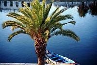 November 2000. <br>Portugal. Tavira. Palme am Fluss.