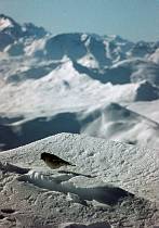 1965. Schweiz. Kanton Graubünden. Davos. Winterzeit. Tiere. Fauna. Vogel