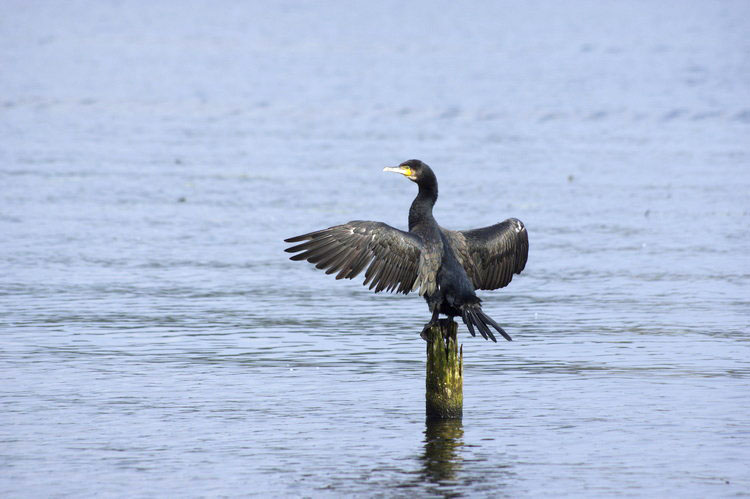 Havel. Kormorane beim Trocknen ihrer Flügel