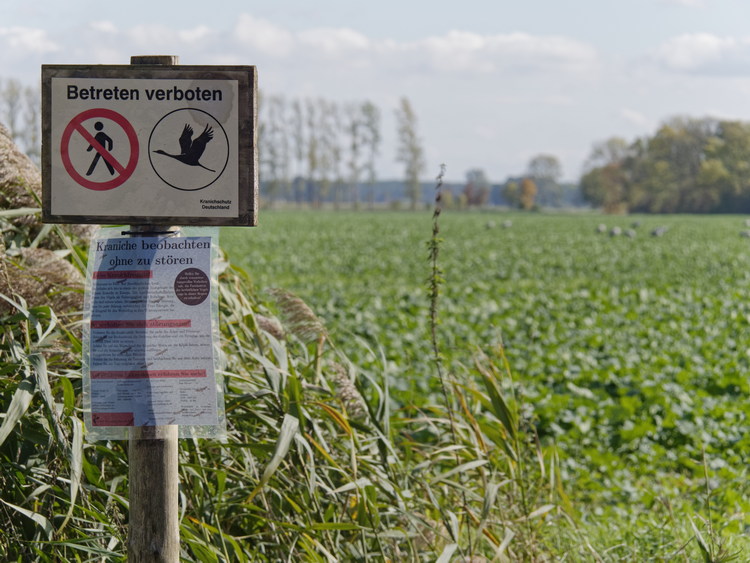 Kranichschutz. Betreten verboten