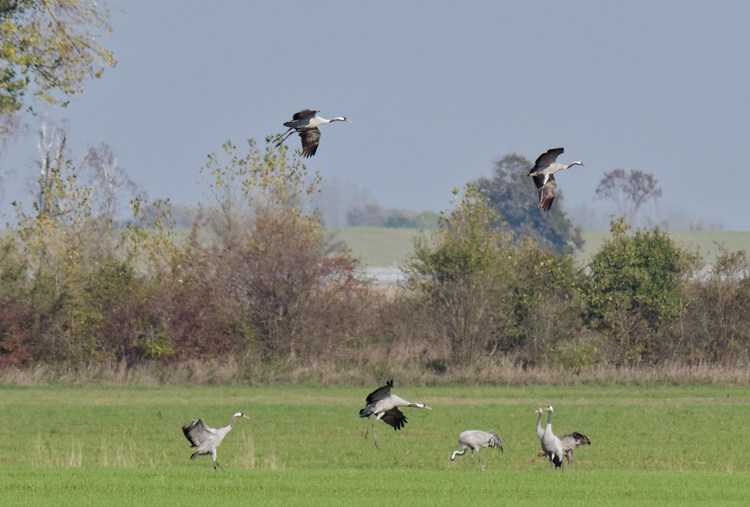 Kraniche auf einem Feld