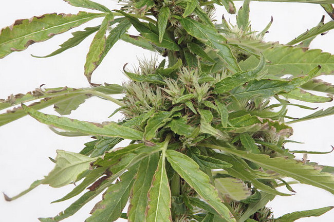 Cannabis Sativa