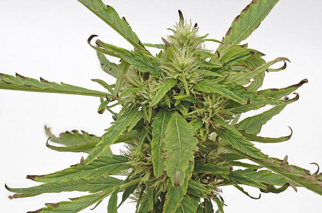 Cannabis Sativa