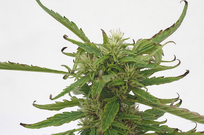 Cannabis Sativa