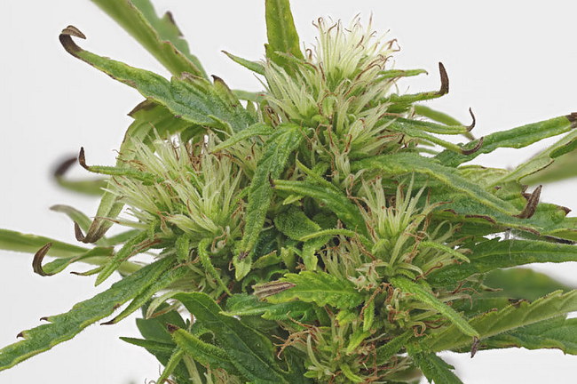 Cannabis Sativa