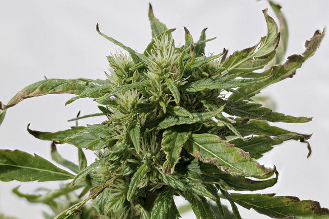 Cannabis Sativa