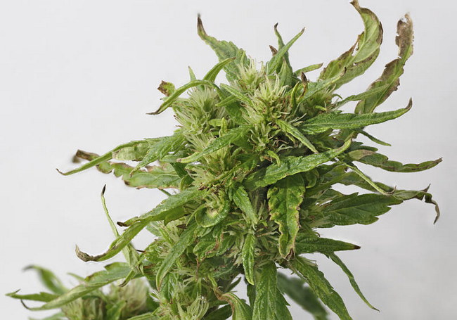 Cannabis Sativa