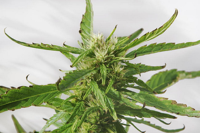 Cannabis Sativa