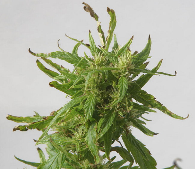 Cannabis Sativa