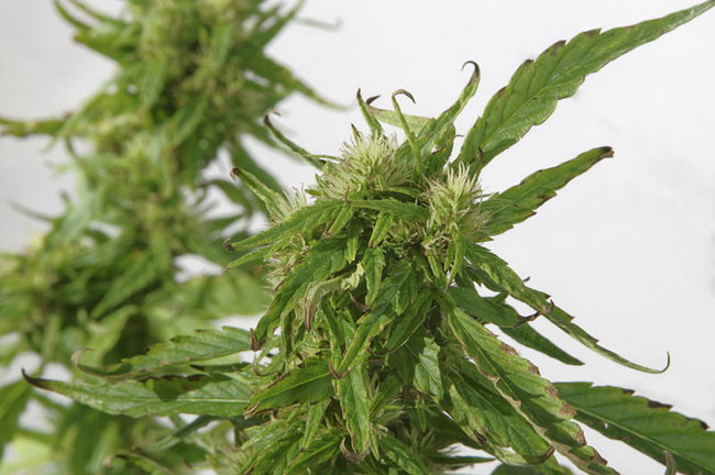 Cannabis Sativa