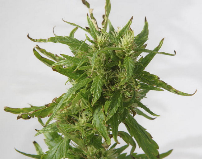 Cannabis Sativa