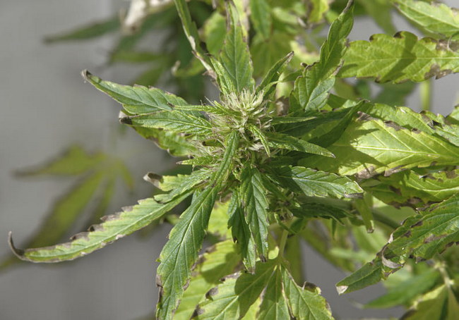 Cannabis Sativa