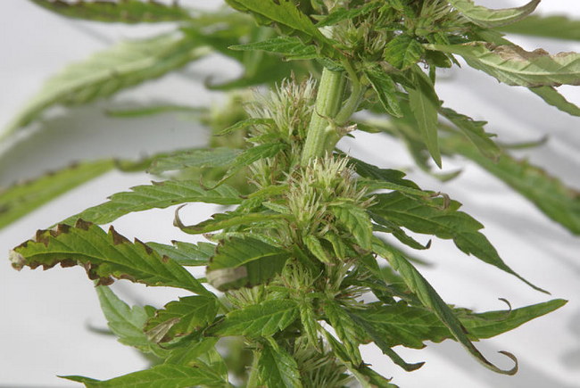Cannabis Sativa