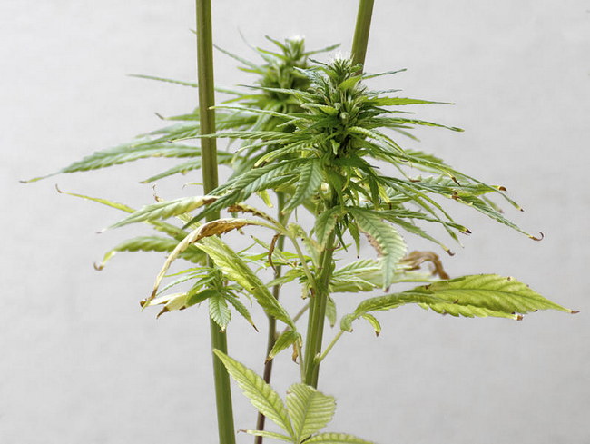 Cannabis, Hanf
