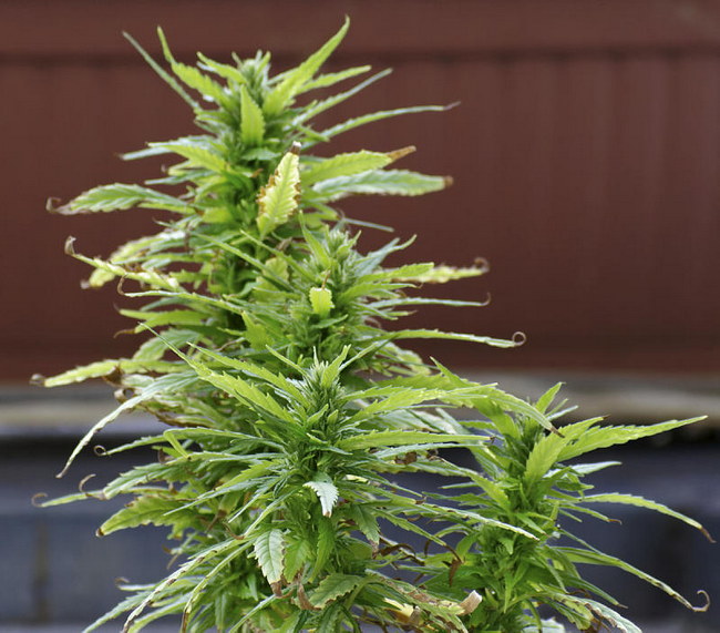 Cannabis, Hanf
