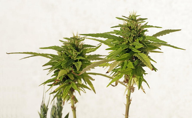 Cannabis, Hanf