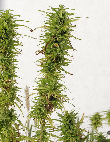 Cannabis, Hanf