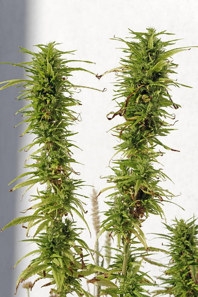 Cannabis, Hanf