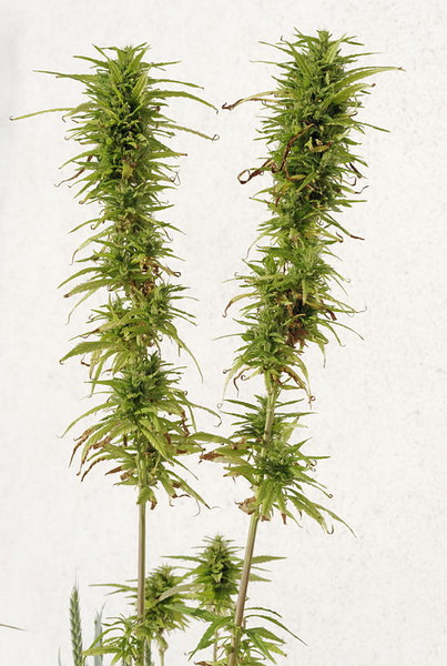 Cannabis, Hanf
