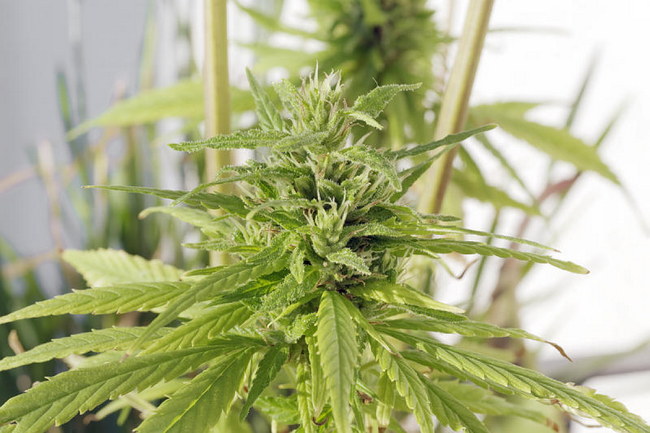 Cannabis, Hanf